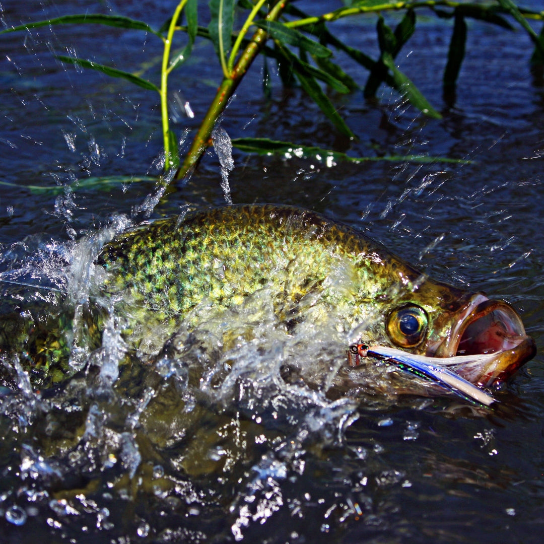 The Healthiest Fish to Eat from the Upper Mississippi River