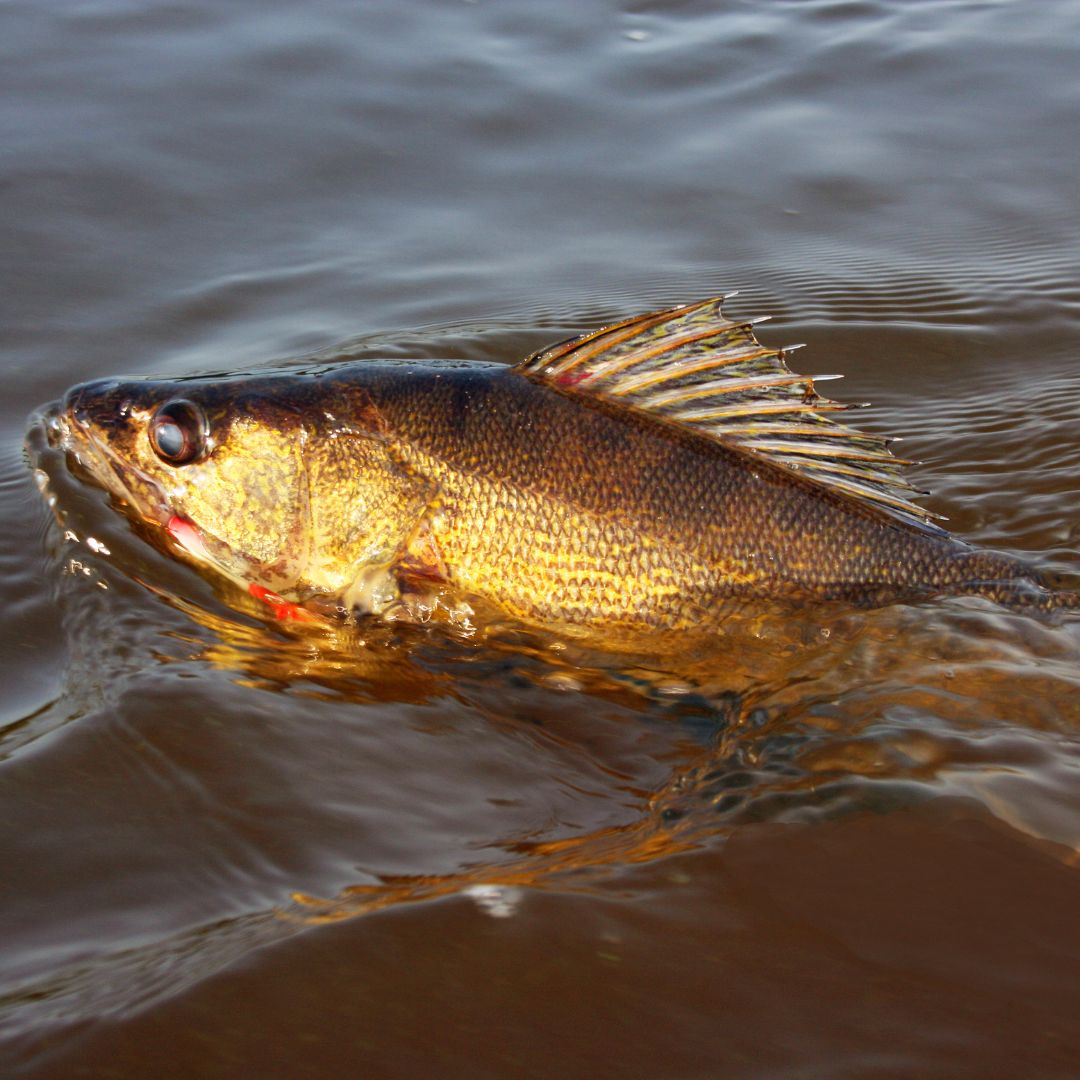 Walleyes Will Be Spawning Before You Know It!